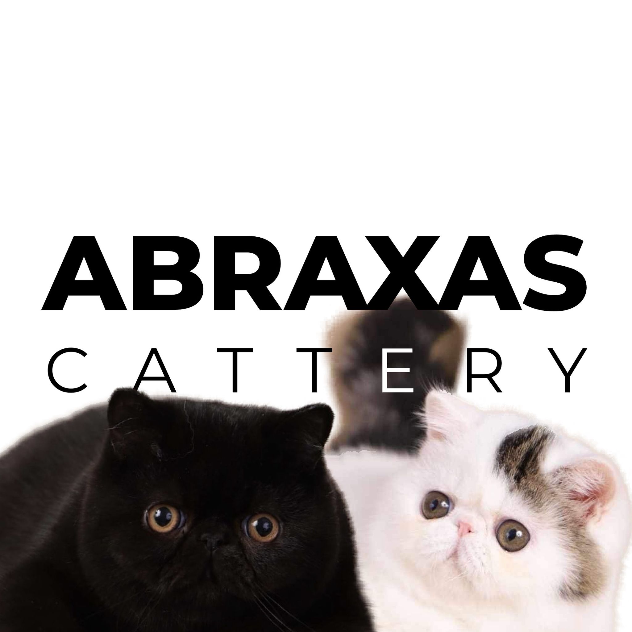 Abraxas Cattery Logo