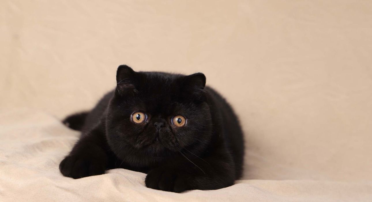 Abraxas cat 1