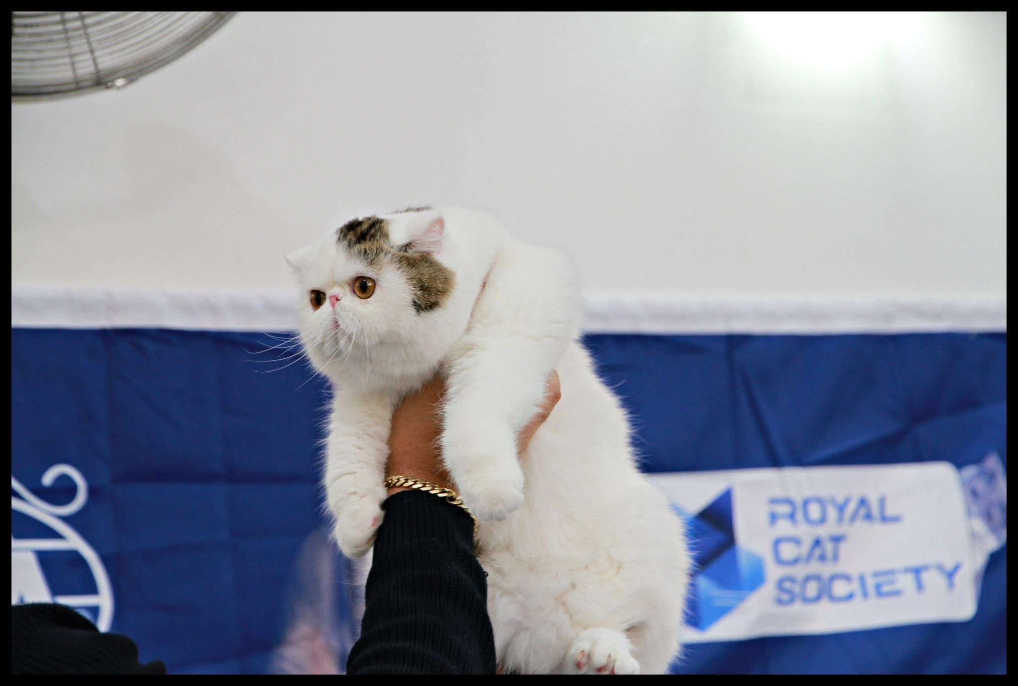 Abraxas cat 2