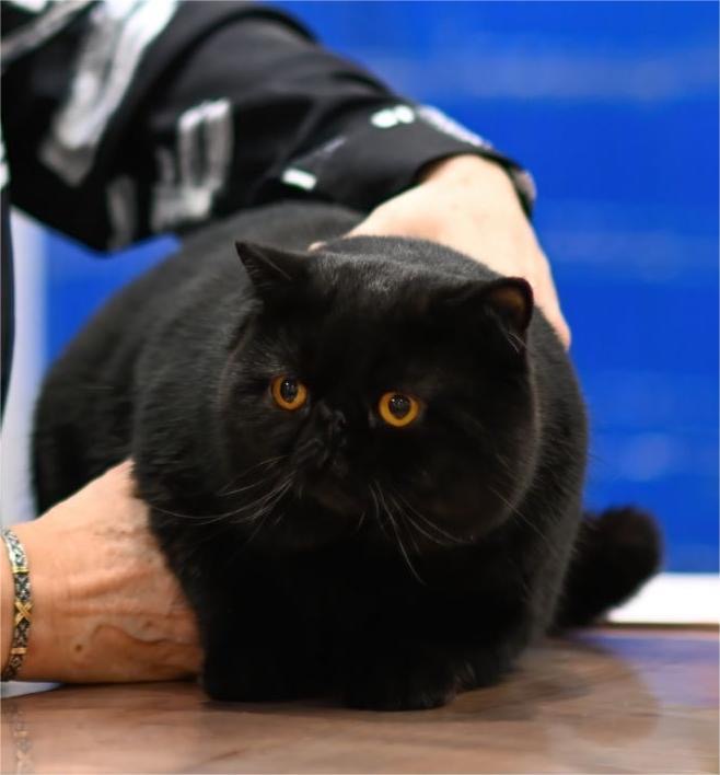 Abraxas cat 5
